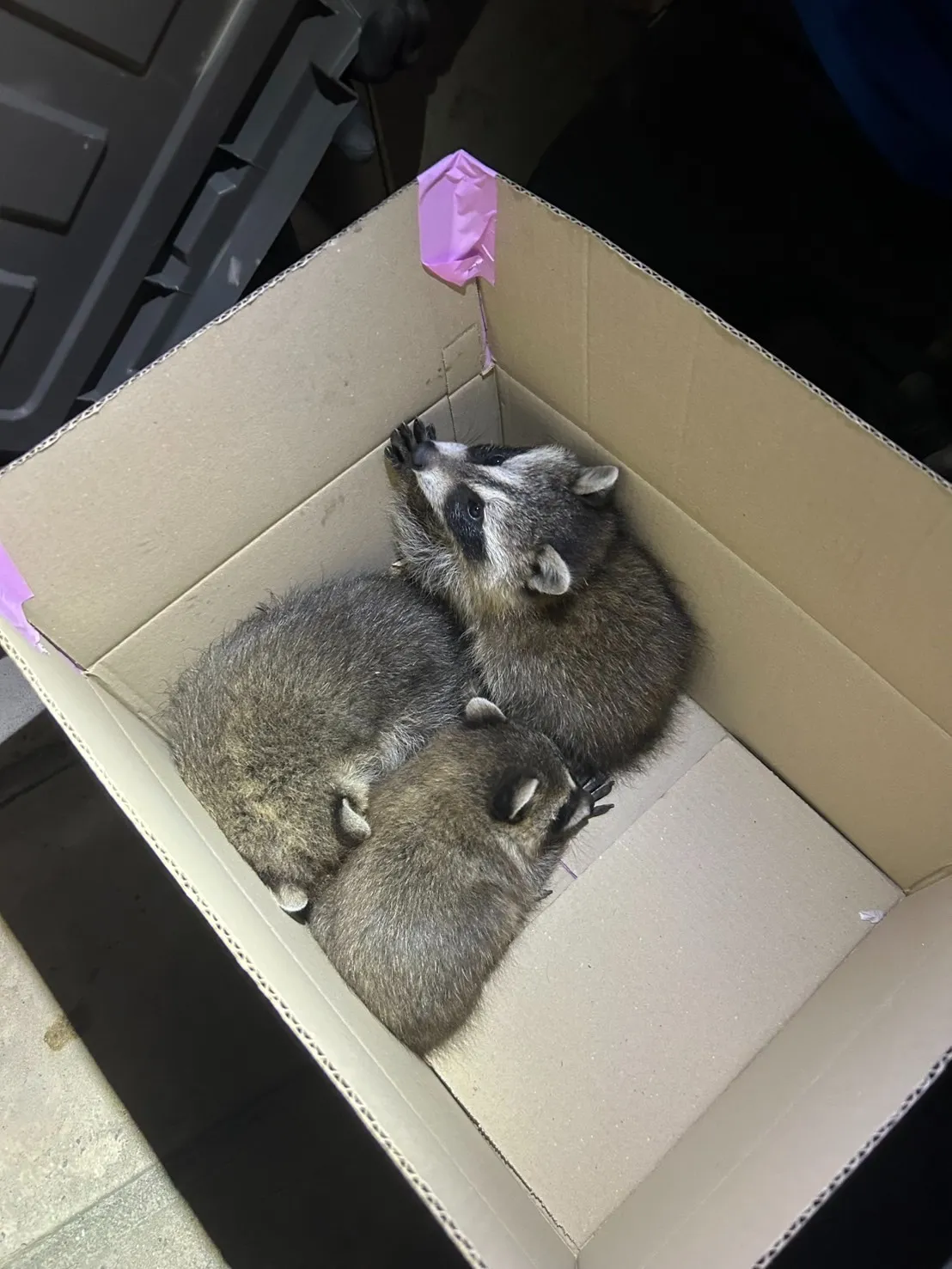 久留米市で解体中の空き家に潜む正体とは？　犯人はまさかのアライグマ！【株式会社リベルタ企画】